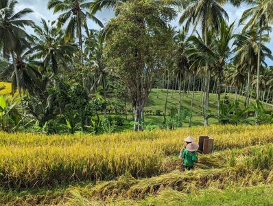 Reisernte in den Reisterrassen