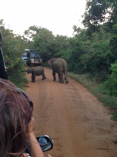 Eine Safari auf Sri Lanka bereichert die Reise