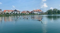seehotel-niedernberg-katharina-malu-peters Auch diese Gänsefamilie zieht gerne ihre Bahnen auf dem idyllischen See.