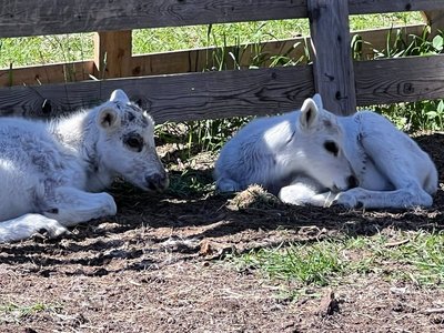 Besuch der Rentiere in Lappland