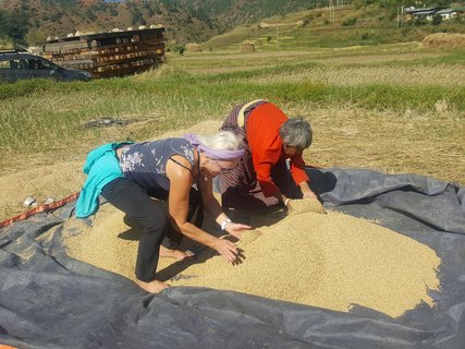 Während der Rundreise in Bhutan bei der Buchweizen Ernte helfen