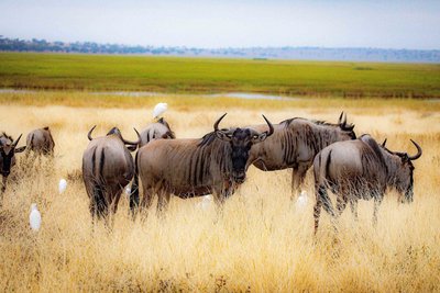 Eine Gnu Herde im tarangire Nationalpark