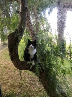 Beobachterin auf dem Baum
