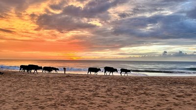 Das Resort liegt an einem der schönsten Strände von ganz Sri Lanka
