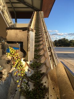 Oliven-Herstellung und Oliven-Verkostung auf Mallorca Son Mesquidassa