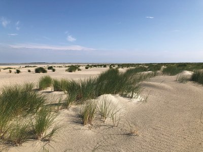 Spazieren Sie durch die Dünen auf Baltrum