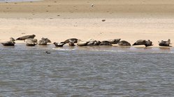 yoga-reise-deutschland-nordsee-baltrum-naturhotel-strand Auf der Fähre nach Baltrum hat man die Chance an einer Seehundkolonie vorbei zu fahren