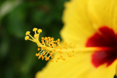 Wunderschöne Natur gibt es auf Sri Lanka zu bestaunen
