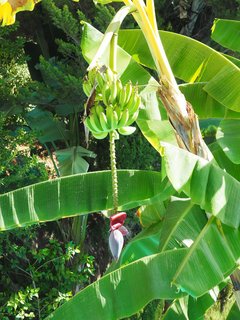 Bananenpflanze im Garten der Finca