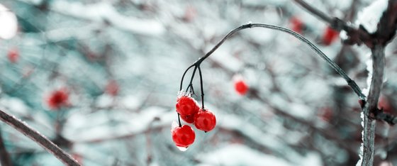 Ein kleiner Ast mit roten Vogelbeeren im Schnee
