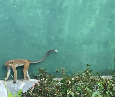 In der grünen Talalla Anlage tummeln sich kleine Äffchen