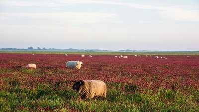 Wanderungen vorbei an Schafen und blühenden Gräsern