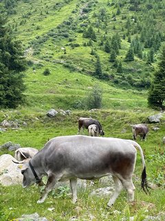 Wandern Sie neben den Kühen durch die Berge