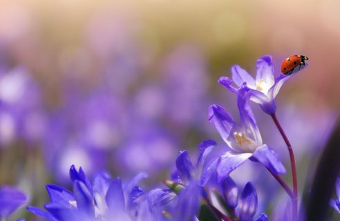 Erholen Sie sich auf unseren Reisen nachhaltig bei Yoga, Meditation, Ayurveda, Detox und vielem mehr...