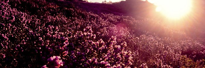 Ein Meer aus Blüten: Neelakurunji-Blüte 2018 in Kerala