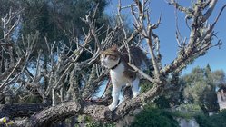 finca-son-mola-vell-katze-baum Auf samtigen Pfoten wird jede Ecke der Finca erkundet