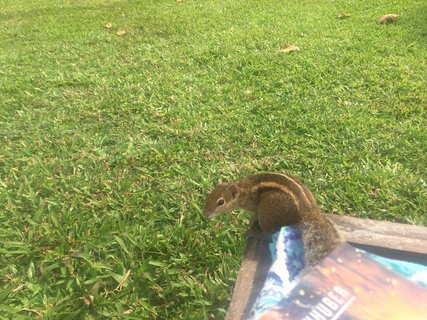 Beim entspannten Lesen auf der Sonnenliege gesellt sich ein neugieriges Streifenhörnchen zu mir