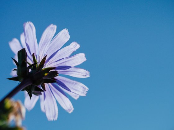 Blumen Details_Unsplash.com © Aaron Burden Blüte gen Himmel