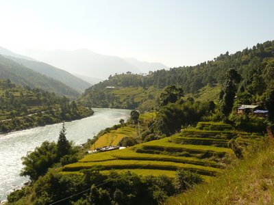 Wunderschöner Blick auf die Reisfelder im Tal von Punakha