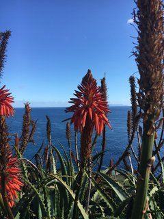 Wunderbare Blumen an der Küste Madeiras