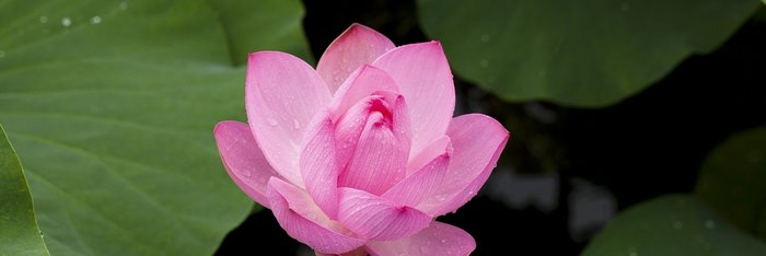Eine Lotusblüte in ihrer vollen Schönheit