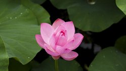 blumen-lotus-wasser Eine Lotusblüte in ihrer vollen Schönheit