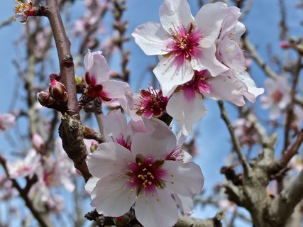 Mandelblüte auf Mallorca
