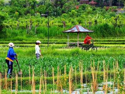 Die üppigen Reisfelder auf Bali