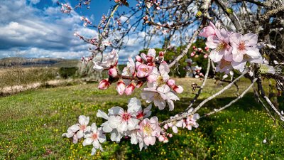 Genießen Sie die Zeit der Mandelblüte auf Mallorca
