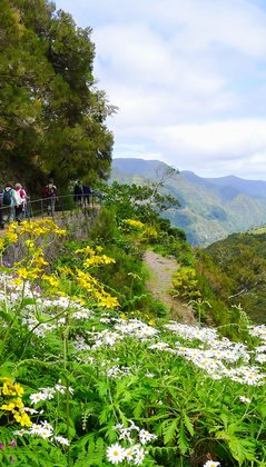 Levada Wanderung auf Madeira durch eine blühende Landschaft