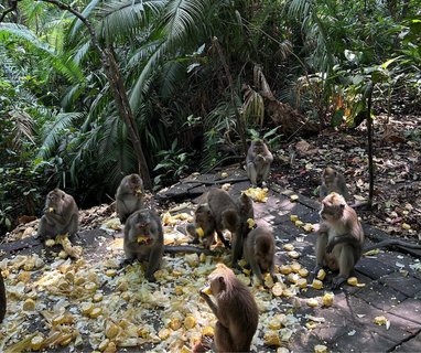 Die frechen Affen auf Bali