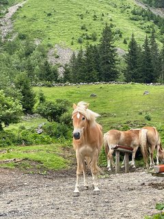 Wandern mit tierischen Begleitungen
