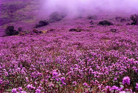 Neelakurunji-Blüte bedeckt die Berge im Nationalpark Eravikulam mit einem lila-blauen Blütenmeer