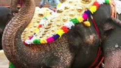 elefantenfest-thrissur-pooram-indien Buntes Treiben beim Elefanten-Festival Thrissur Pooram in Indien