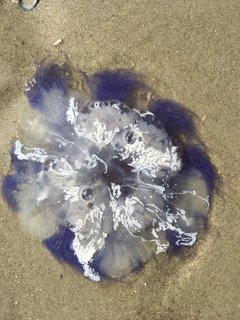 Einige Quallen wurden am Strand angespült & waren ein interessantes Fotomotiv. 