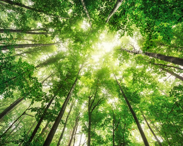 Hohe Bäume in einem Wald wo die Sonne durchscheint