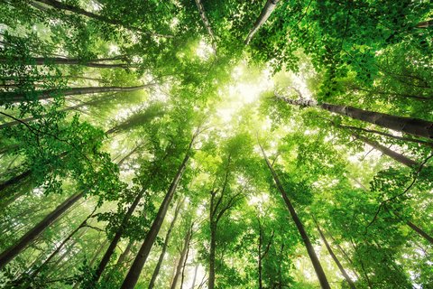 Hohe Bäume in einem Wald wo die Sonne durchscheint