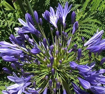 Exotische Blumen findet man an jeder Ecke auf Madeira