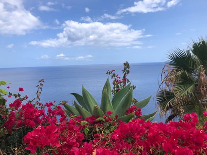Madeira, die Insel der Blumen