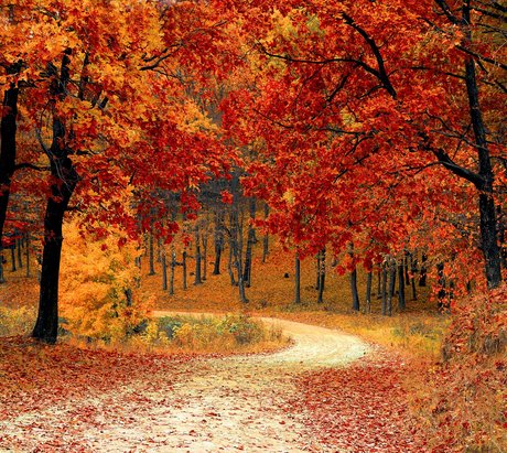 Ein herbstliches Waldstück in goldene Töne getaucht