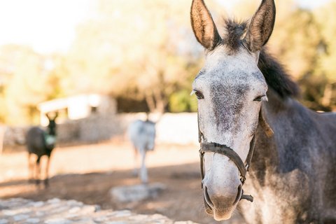 Auf der Yoga Finca Son Mola Vell lebt auch dieser süße Esel