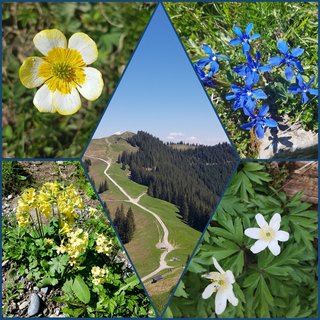 Im Frühsommer präsentieren sich die Ammergauer Alpen in ihrer ganzen Blütenpracht. 