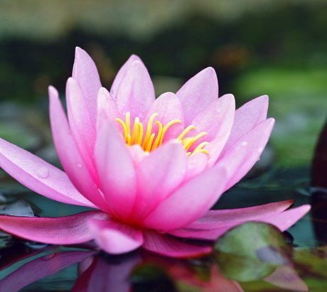 Eine Lotusblume auf einem See