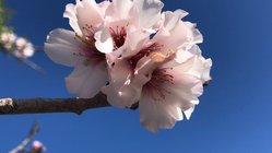 yoga-urlaub-spanien-mallorca-finca-son-mola-vell-mandelbluete Die Mandelblüten Saison auf Mallorca ist eine Reise wert