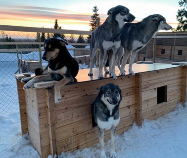Die Schlittenhunde Adahy, Yomi, Toopi und Pìnu´u