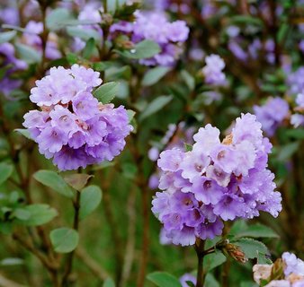 Die Neelakurunji Blüte blüht nur einmal alle 12 Jahre