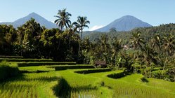 iStock_000013574051Medium_BaliTerrassen Bali Reiseterrassen