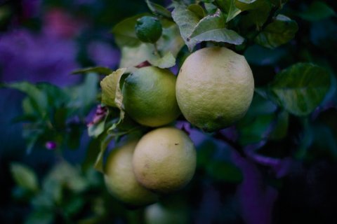 Frisch gepflückte Zitronen schmeckern besonders gut!