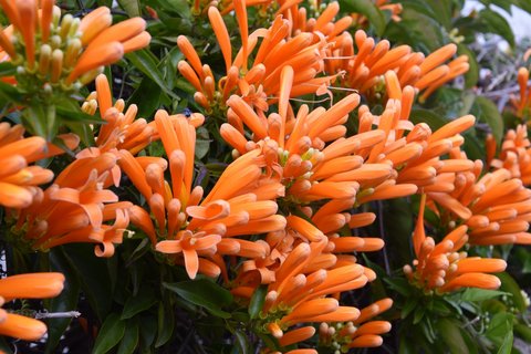 Die Blumeninsel Madeira bei milden Temperaturen im Winter