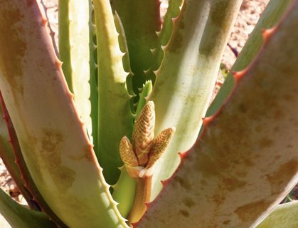 Aloe Vera Pflanzen auf der Plantage bei Santa Margalida auf Mallorca 
